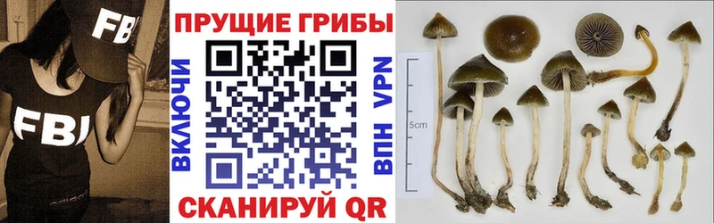 Псилоцибиновые грибы Cubensis  Купить где  Саяногорск 